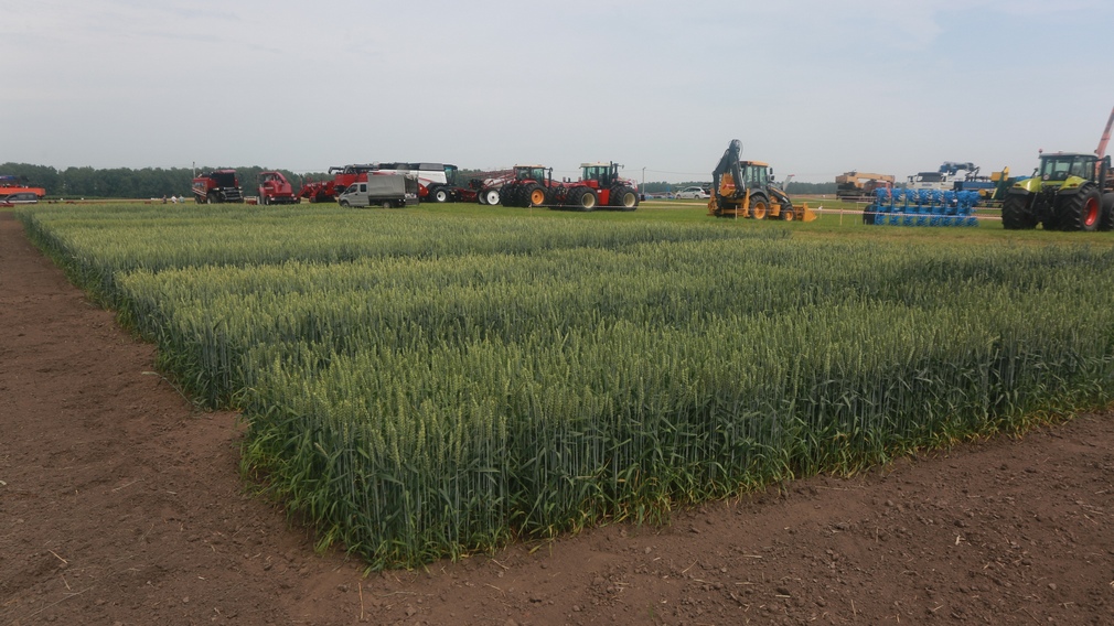 Всероссийский день поля на Брянщине пройдет и в режиме онлайн