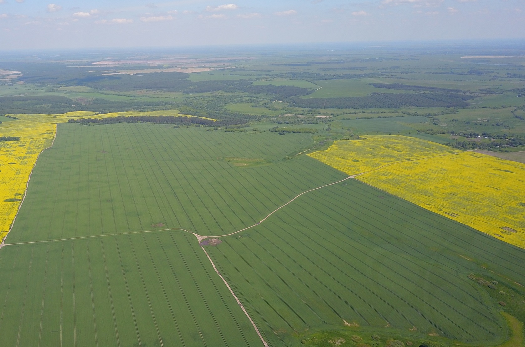 Уход за посевами сельскохозяйственных культур на брянских полях продолжается