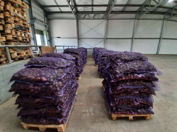  К уборке раннего картофеля приступили в Унечской районе Брянского региона