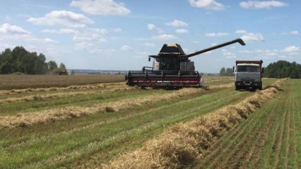 К уборке урожая  приступили на полях Брянщины