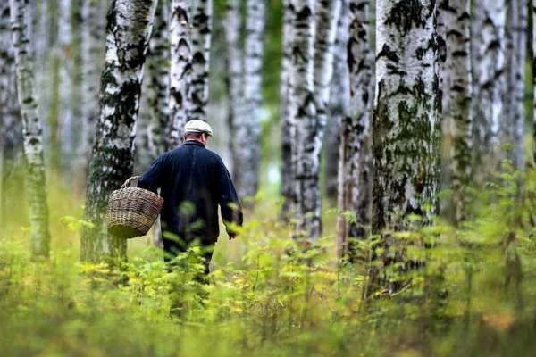 МЧС.Чтобы не заблудиться в лесу
