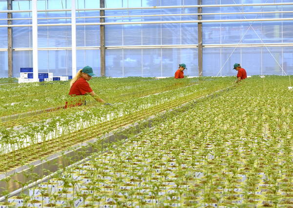 На Брянщине новые сельхозпроизводства работают успешно