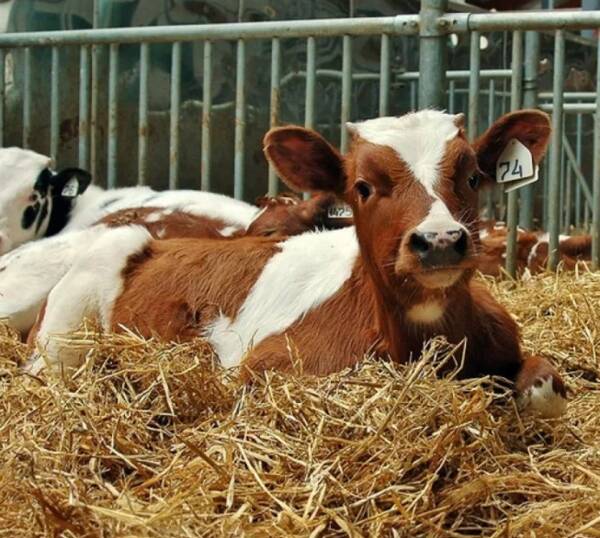 12 брянских фермеров стали обладателями грантов