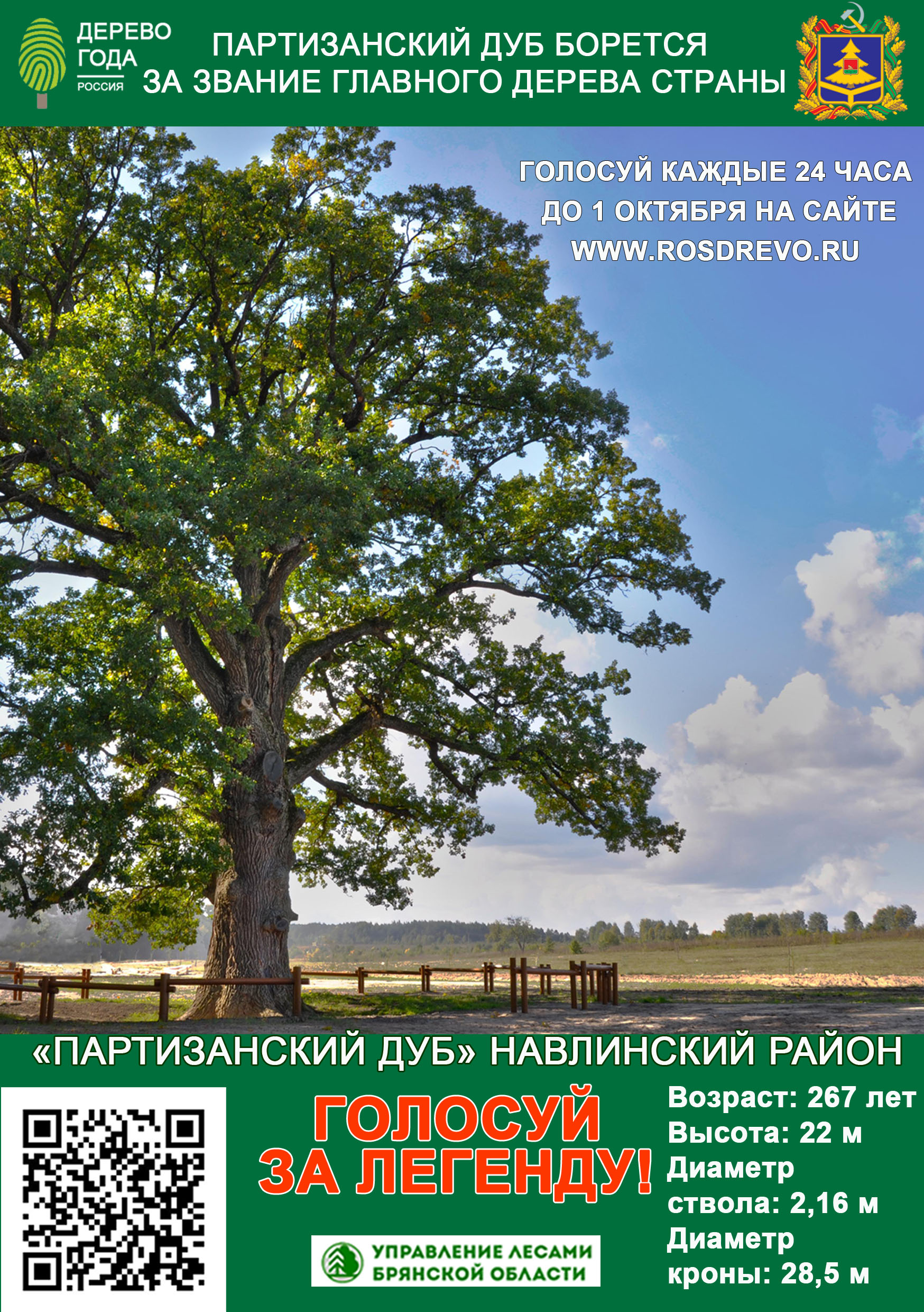 Брянский Партизанский дуб борется за звание «Дерево года в России 2020»