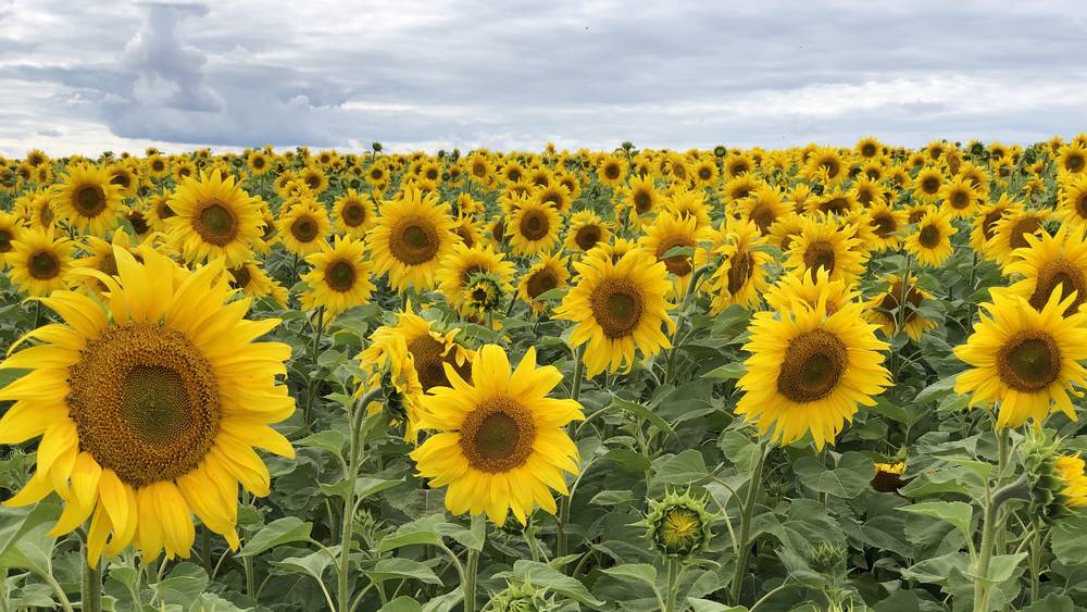 Над брасовским полем в Брянской области  поднялись миллионы солнц