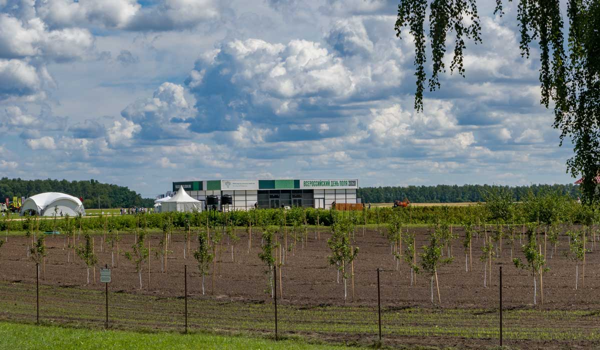 День поля – 2020 на Брянщине: скромно и со вкусом