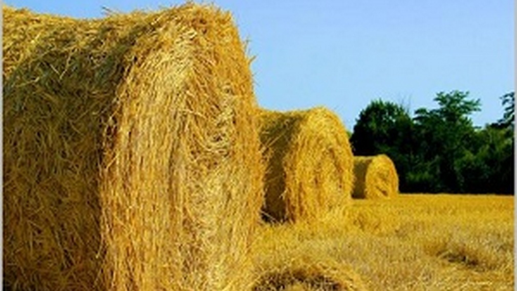 Заготовка кормов на Брянщине завершается