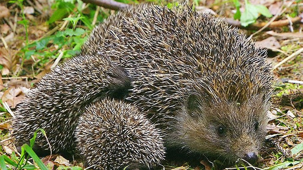 Семейство ежей в брянском зоопарке поселилось