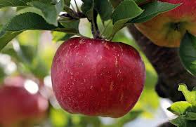 На Брянщине,  в Клетнянском районе  зародился яблоневый сад