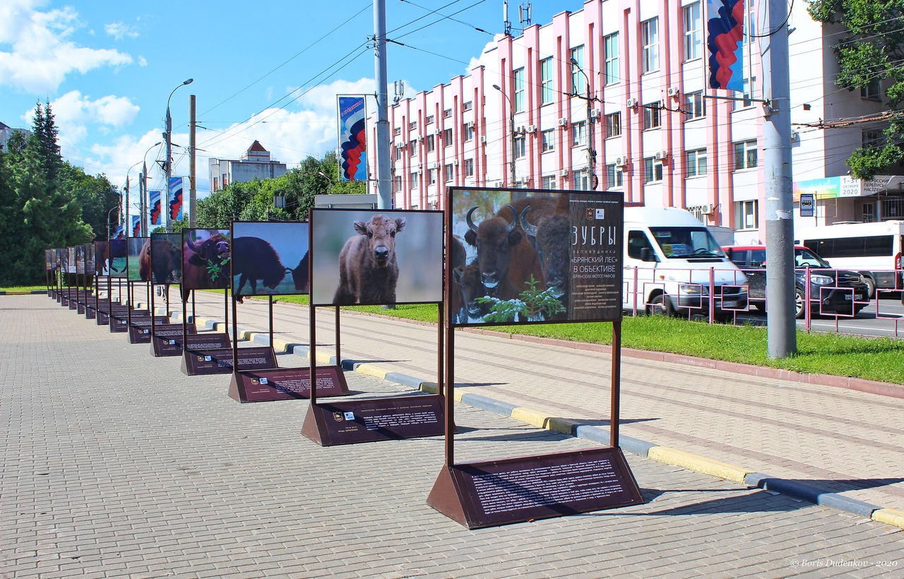 Жители Брянска и гости города  смогли увидеть зубров