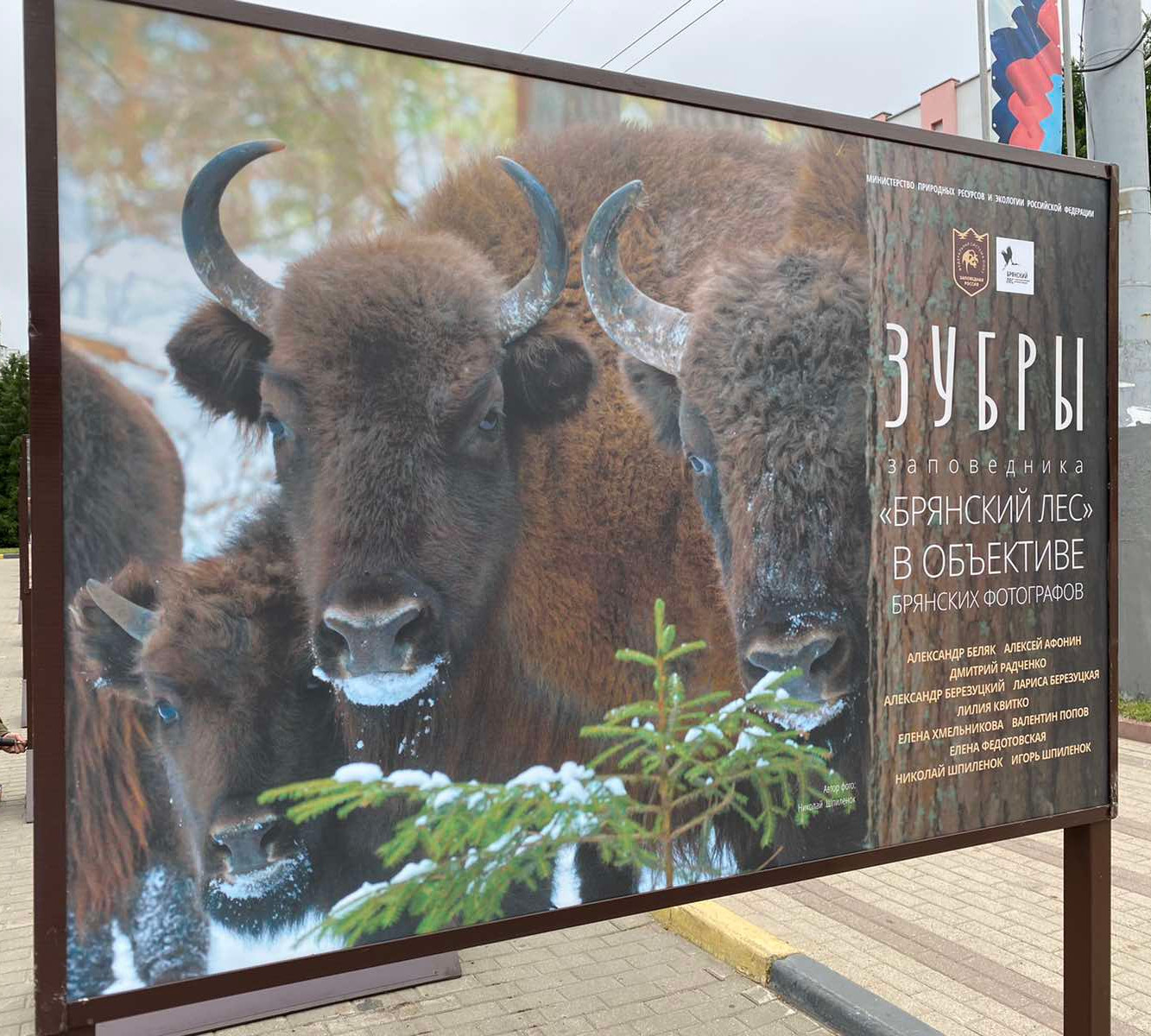 Открылась фотовыставка зубров в Брянске на Площади партизан