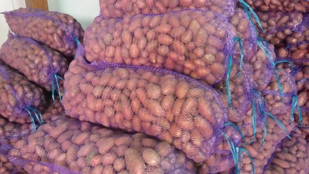 На Брянщине началась уборка «второго хлеба»