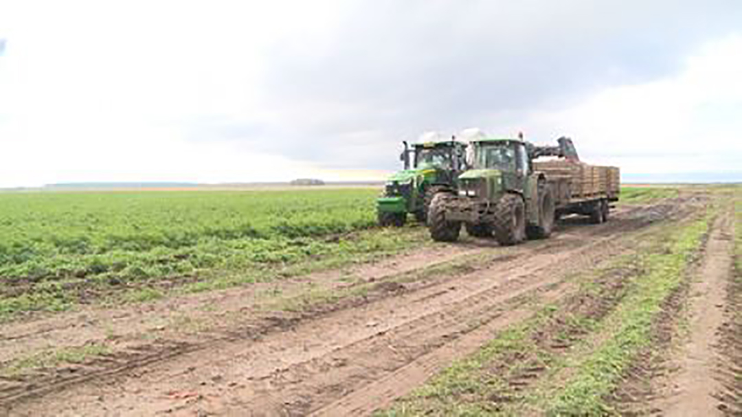 На Брянщине приступили к уборке урожая овощей