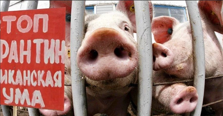 АФРИКАНСКАЯ ЧУМА СВИНЕЙ