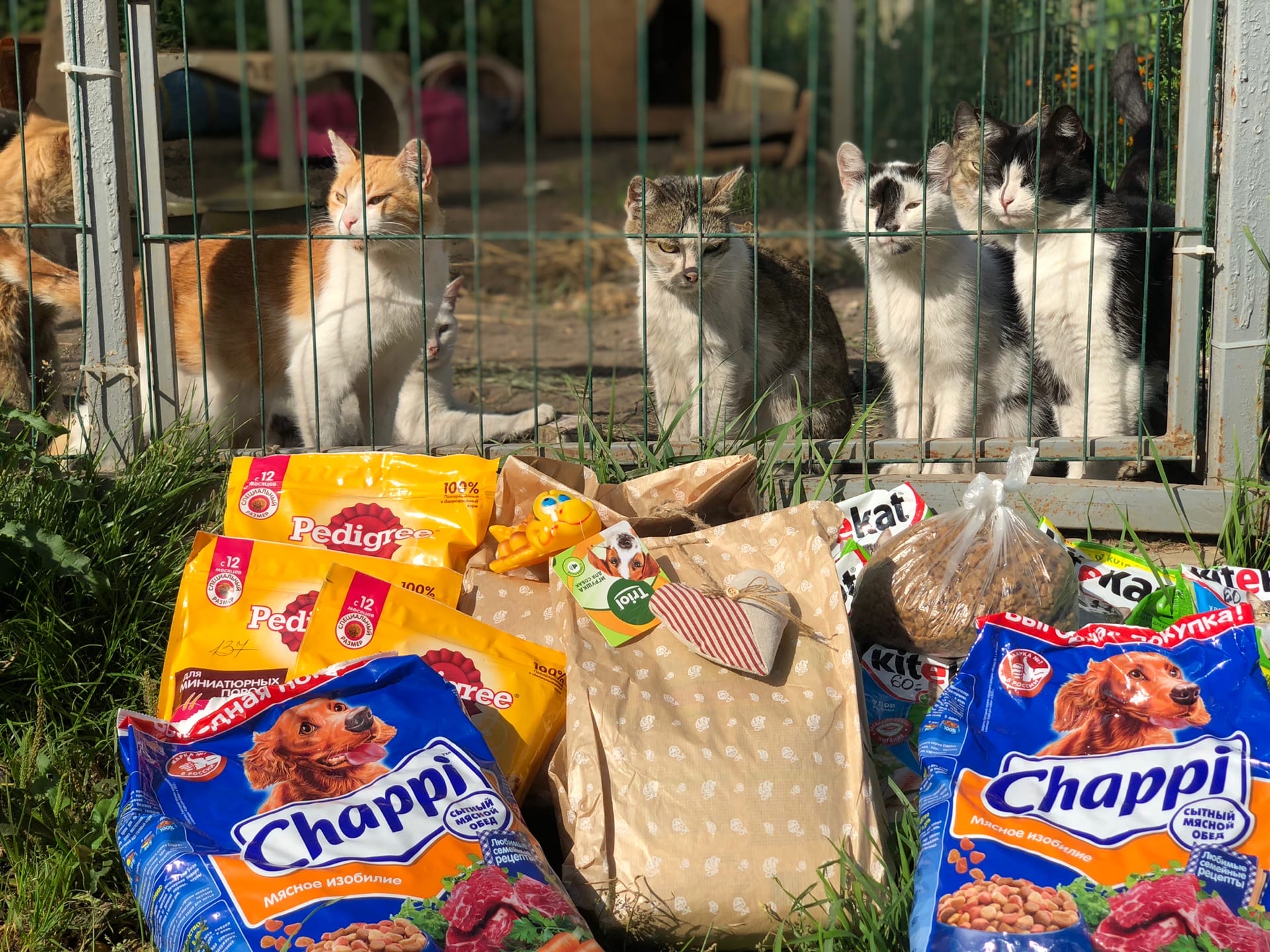 В Брянске молодожены помогли приюту для животных «Второй шанс»