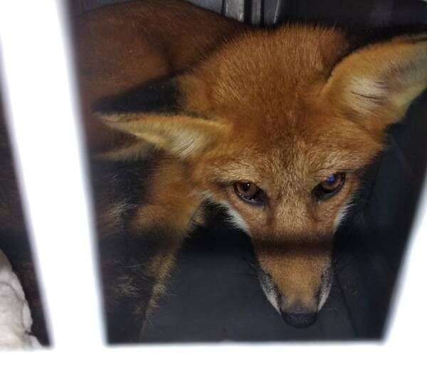 В почепском приюте для птиц и животных семьи Исачкиных появились два лисенка