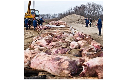 О ситуации с африканской чумой свиней