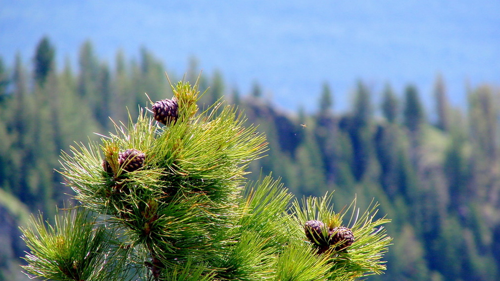 Суражский район Брянской области принял участие во всероссийской акции «Сад памяти»