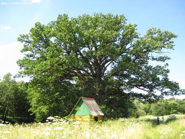Стать «Деревом года» брянский Партизанский дуб сможет благодаря голосованию