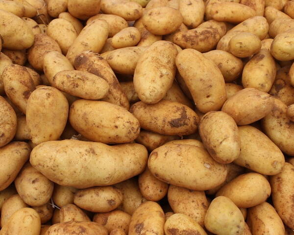 В Брянске на ярмарке выходного дня реализовано 58 тонн картошки