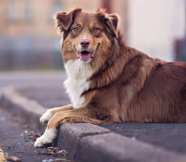Брянские депутаты упразднили региональный закон о домашних и безнадзорных животных