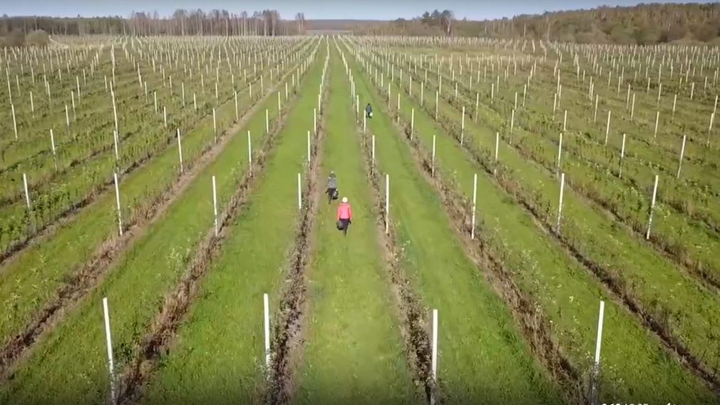 Площадь яблоневого сада в Клетнянском районе планируют увеличить до 360 га