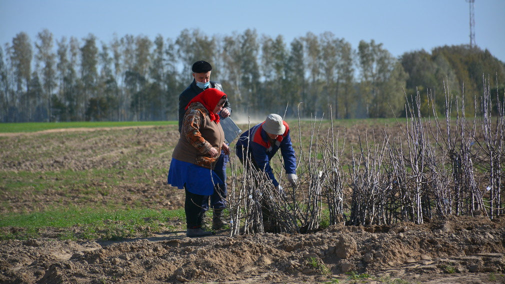 В Брасовском районе на 100 га земли появится яблоневый сад
