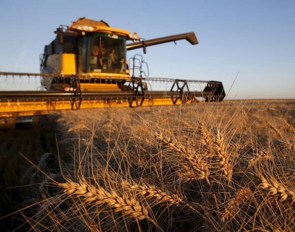 Во всех районах Брянщины убрали зерновые