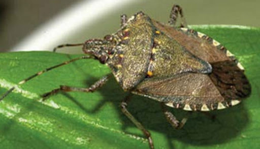 В Брянской области  предотвращен ввоз продукции, зараженной коричнево-мраморным клопом