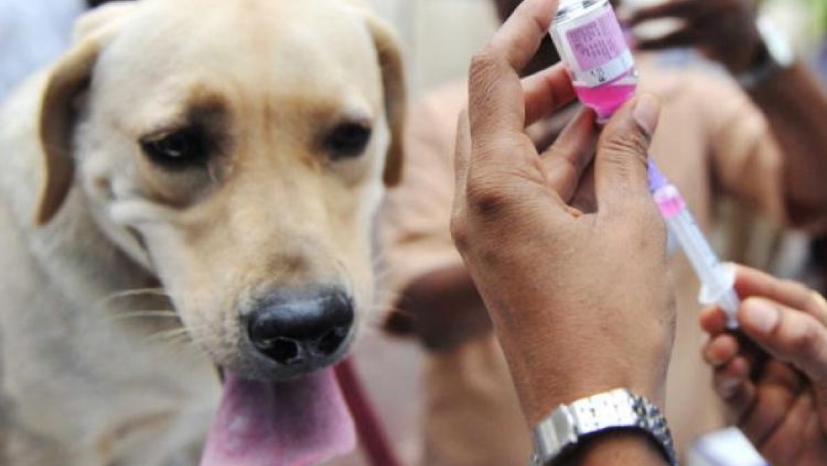 Профилактика бешенства животных