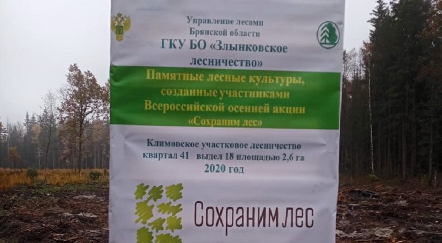 На территории Злынковского лесничества высадили свыше 6 тысяч саженцев сосны и ели