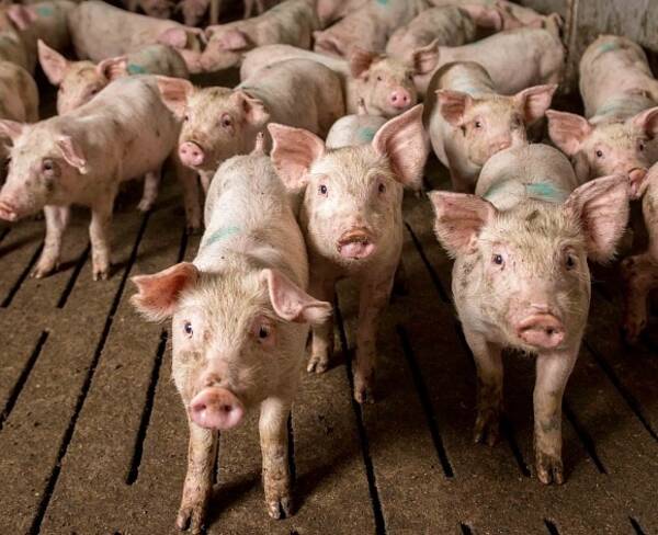 В Брянской Жуковке возводят крупный свинокомплекс за 2,1 млрд рублей