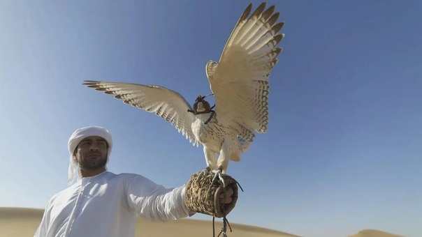 Брянских производителей пригласили в Объединенные Арабские Эмираты на сельхозвыставку