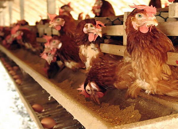 В Брянской области будут выпускаться подкормки для животных