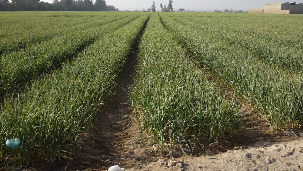 На Брянщине  в промышленных масштабах  посадили чеснок