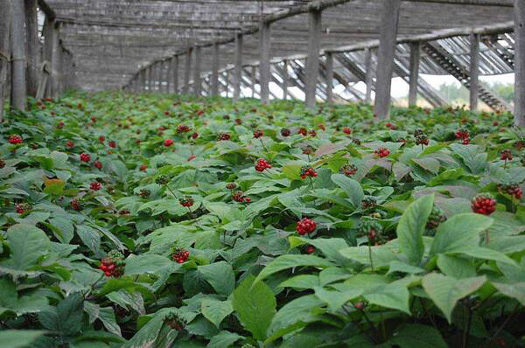 В Брянской деревне Пески выращивают легендарный женьшень