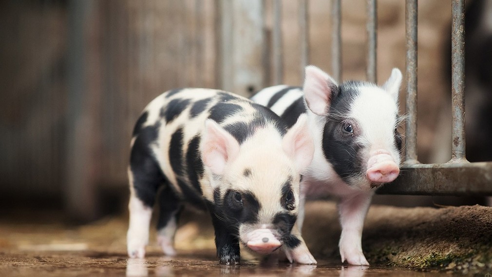 Брянская область по производству картофеля и животноводству в лидерах по России