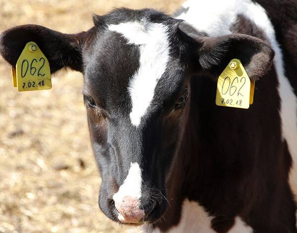 В Брянской области практически сформирован электронный животноводческий реестр