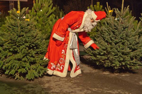 Управление лесами Брянской области участвует в акции «Ёлочка – врачам»
