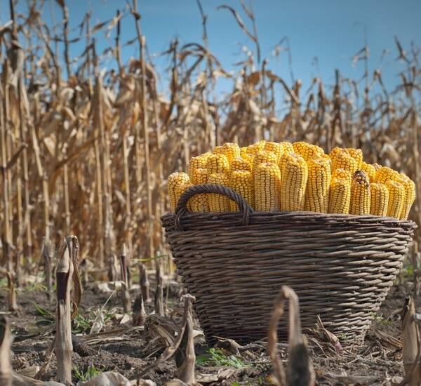 Брянская область по сбору кукурузы опередила Кубань и Ставрополье