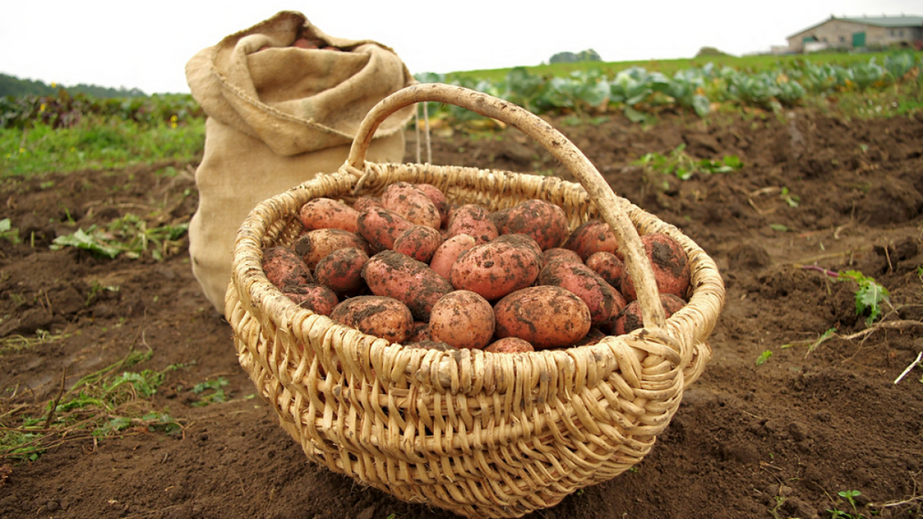 Брянщина на первом месте в России по производству картофеля