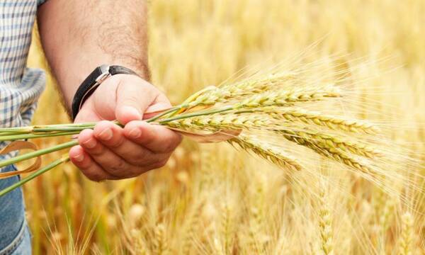 Для брянских фермеров упростили получение грантов «Агростартап»