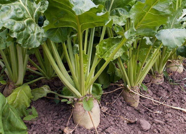 Производство сахарной свеклы на Брянщине будет увеличено