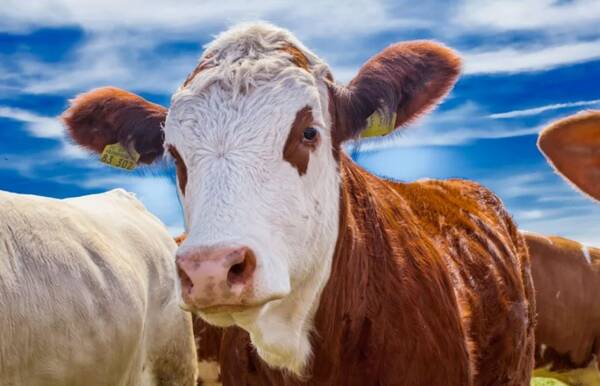 Из Брянской области налажен экспорт крупного рогатого скота  в страны СНГ