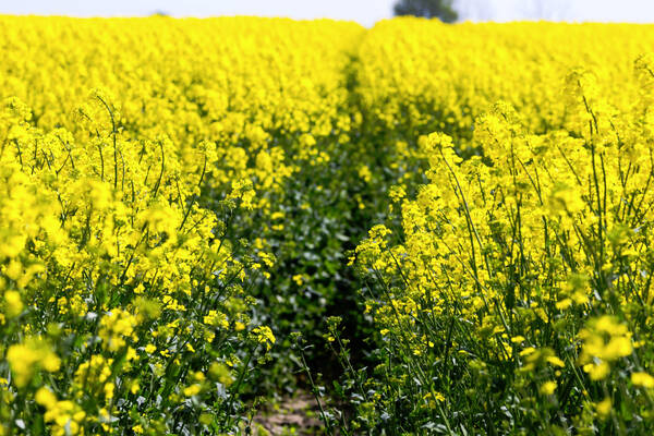 Рекордный урожай рапса в Брянской области собрали