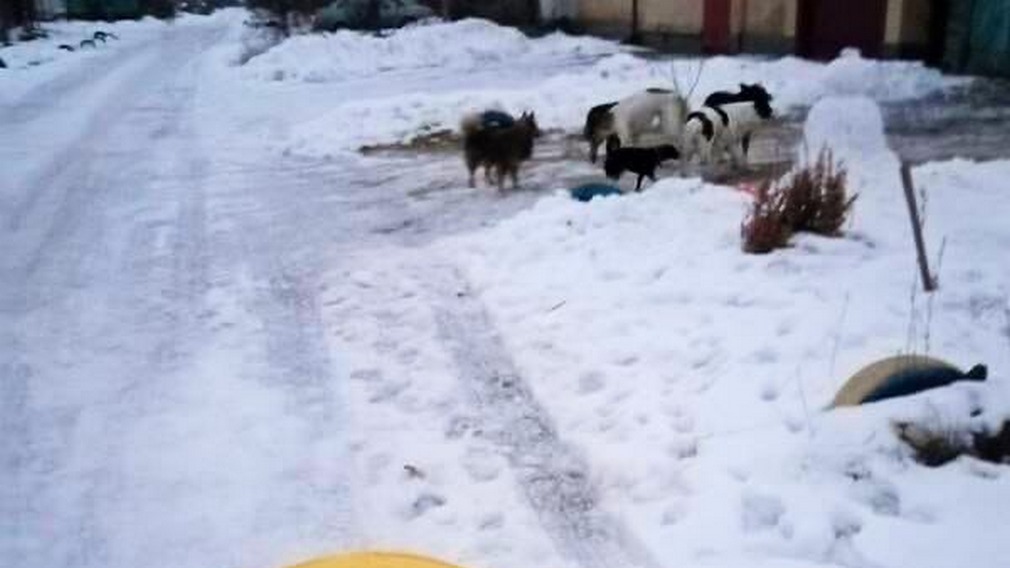 О бродячих собаках карачевцы могут сообщать в ОМВД и ЖКХ