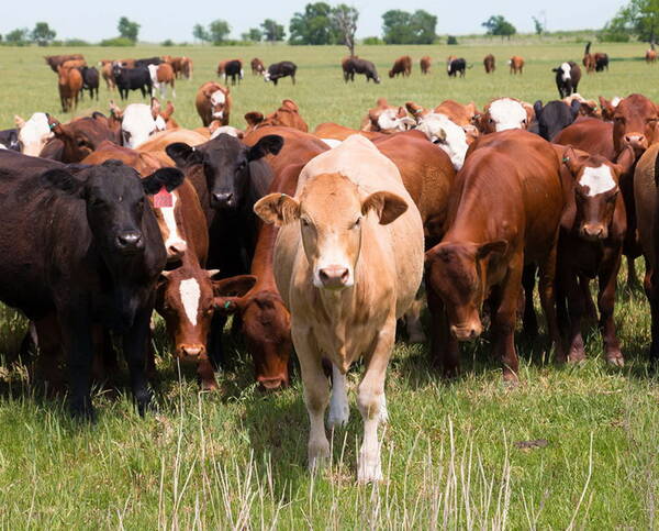 Брянщина лидирует по поголовью крупного рогатого скота в России