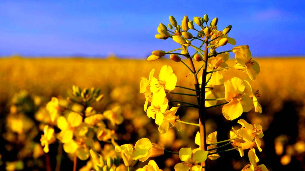 В Брянской области озимые зерновые находятся в хорошем состоянии