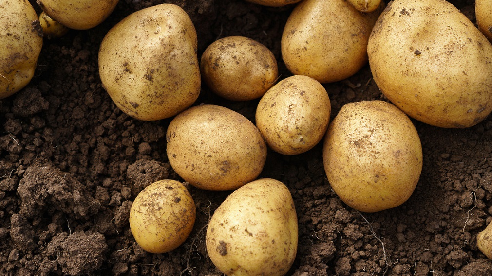 Брянщина вошла в топ-5 регионов России по инвестиционной привлекательности АПК