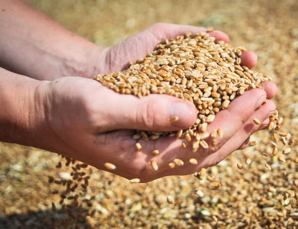 По урожайности зерновых Брянщина вторая в ЦФО и пятая в России